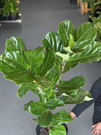 XL Fiddle Leaf Fig Sprouted