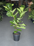XL Fiddle Leaf Fig Sprouted