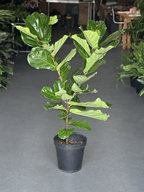 XL Fiddle Leaf Fig Sprouted