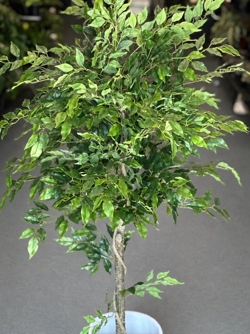 1.5m Artificial Climbing Fig Tree With Decorative Pot
