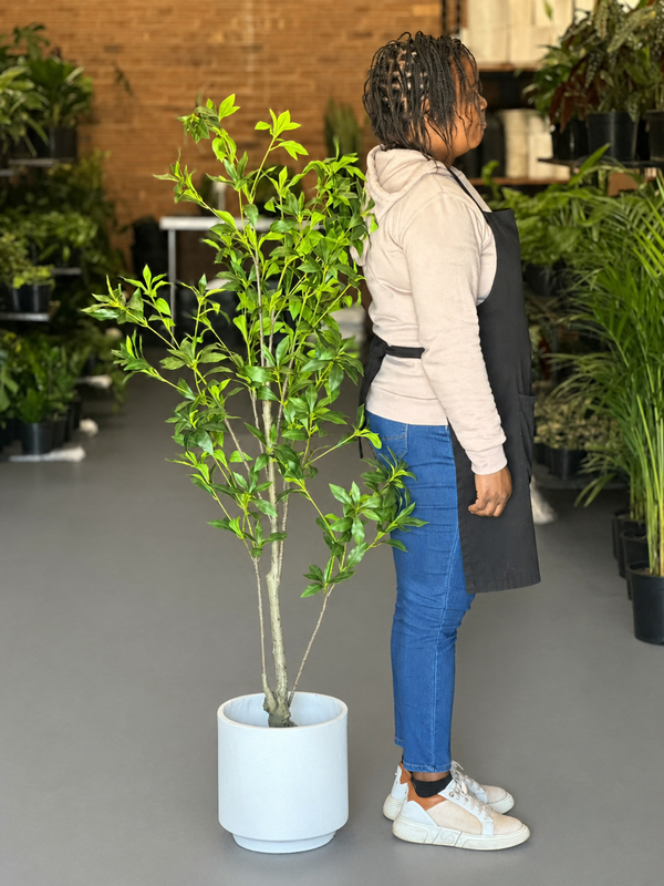 1.5m Artificial Pieris Japonica Tree With Decorative Pot