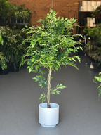 1.5m Artificial Climbing Fig Tree With Decorative Pot