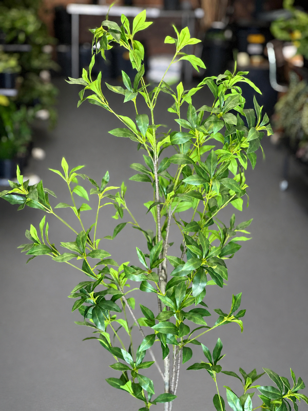1.5m Artificial Pieris Japonica Tree
