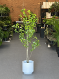 1.5m Artificial Pieris Japonica Tree With Decorative Pot