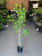 1.5m Artificial Pieris Japonica Tree