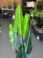 1.5m Artificial Birds of Paradise With Decorative Pot