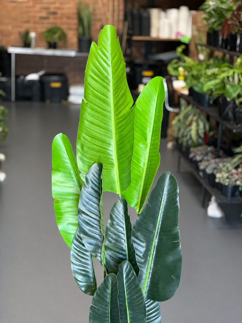 1.5m Artificial Birds of Paradise With Decorative Pot