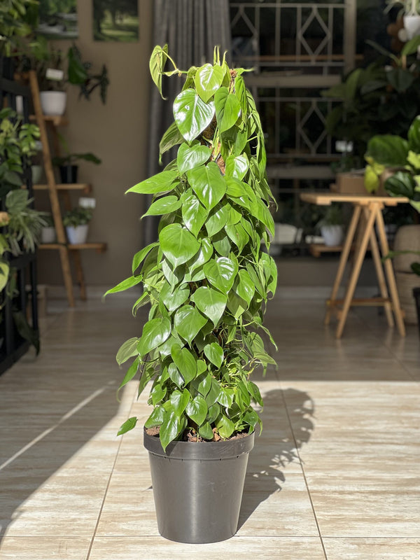 philodendron scandens moss pole XL Heart-Leaf Philodendron Moss Pole 1.2m – Botanical Heaven
