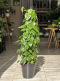 XL Heart-Leaf Philodendron Moss Pole 1.2m