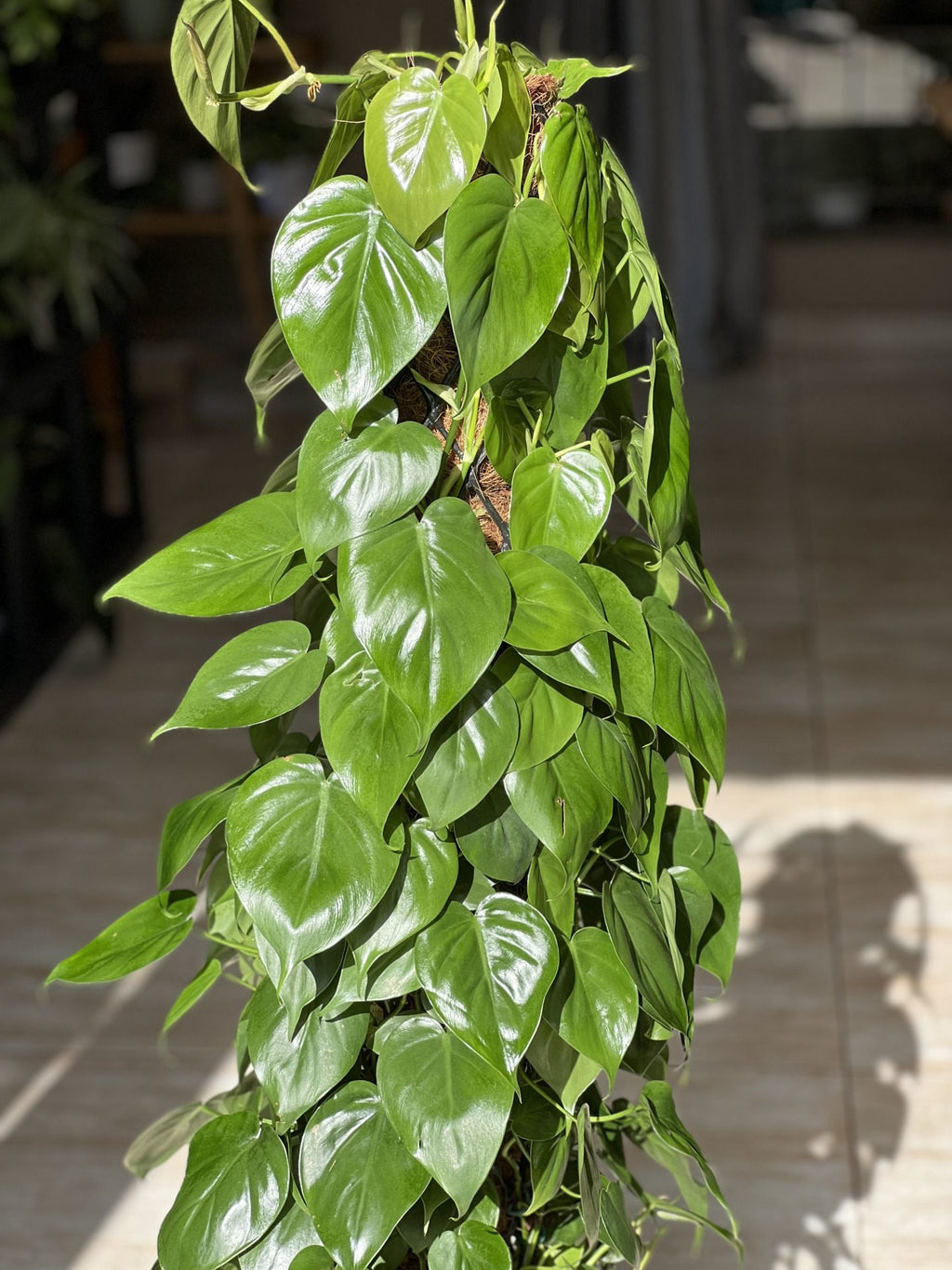 XL Heart-Leaf Philodendron Moss Pole 1.2m