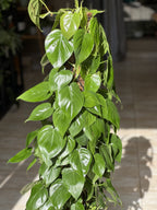 XL Heart-Leaf Philodendron Moss Pole 1.2m