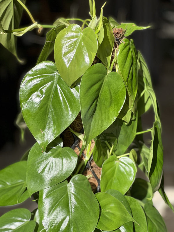heart leaf philodendron moss pole XL Heart-Leaf Philodendron Moss Pole 1.2m – Botanical Heaven