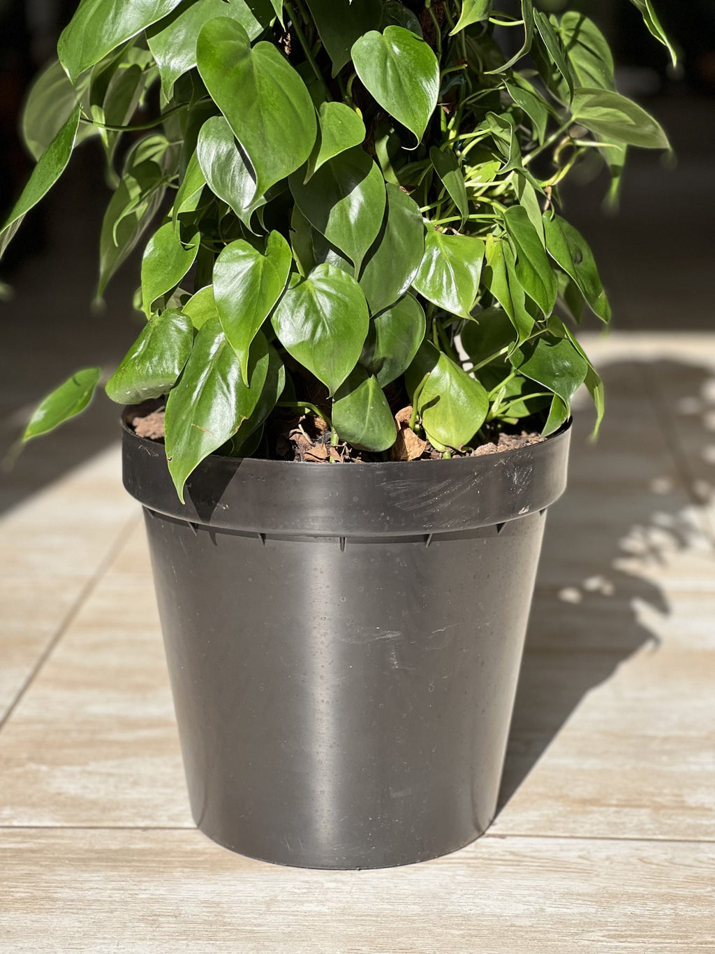 philodendron brasil moss pole XL Heart-Leaf Philodendron Moss Pole 1.2m – Botanical Heaven