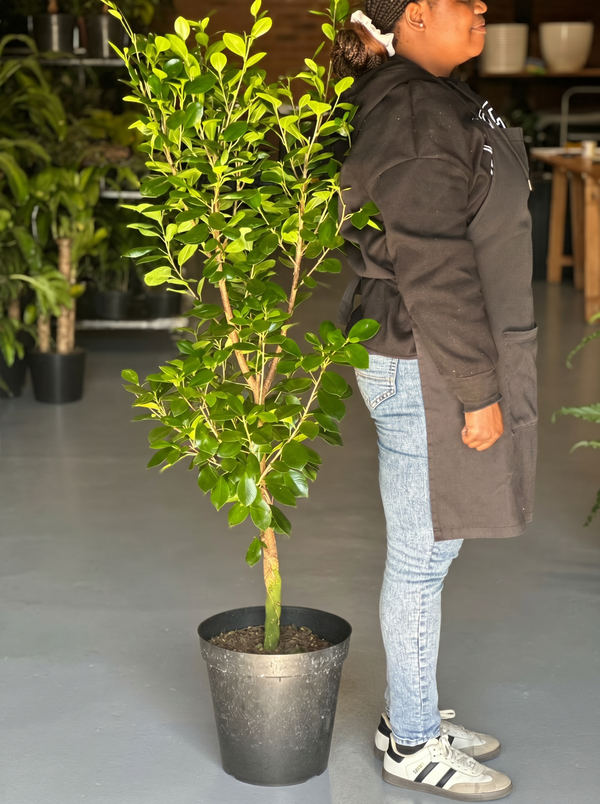 XL Ficus Moclame Lollipop
