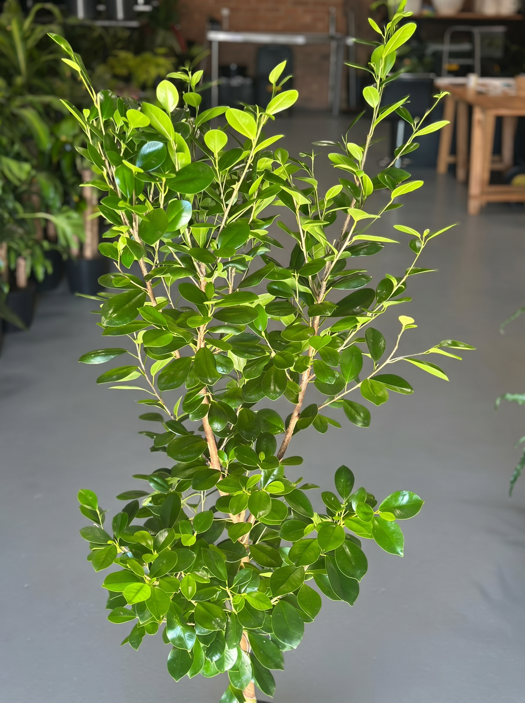 XL Ficus Moclame Lollipop