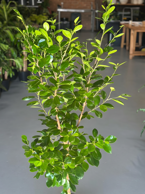 XL Ficus Moclame Lollipop