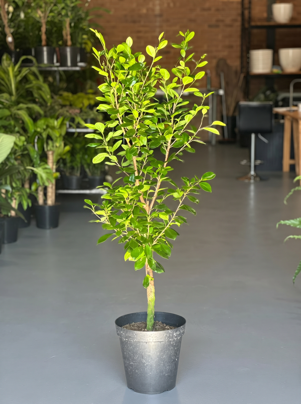 XL Ficus Moclame Lollipop