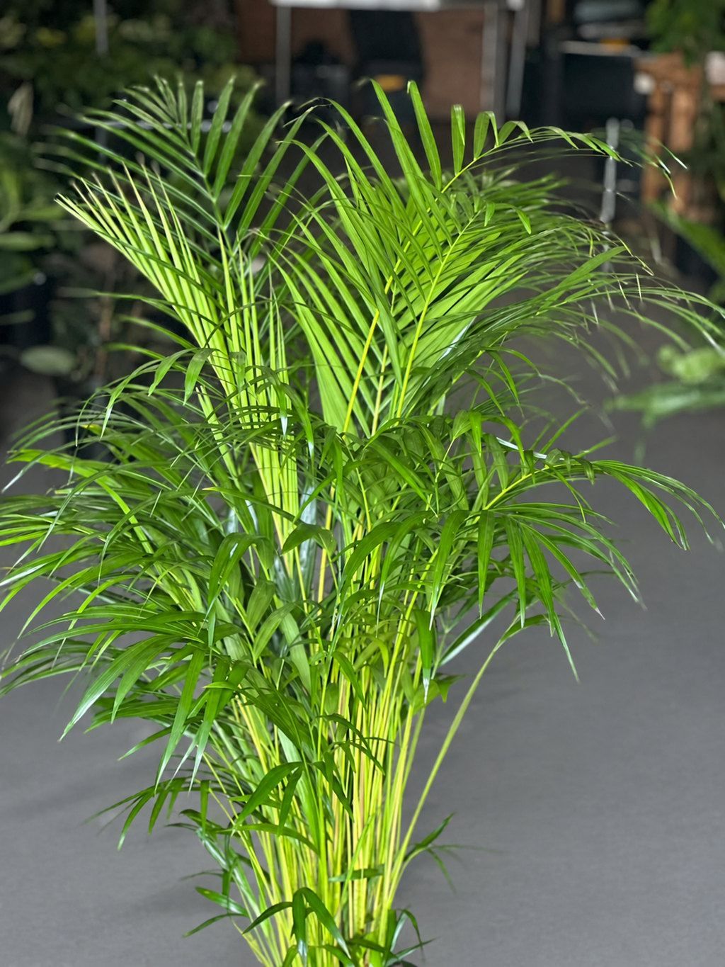 XL Bamboo Palm
