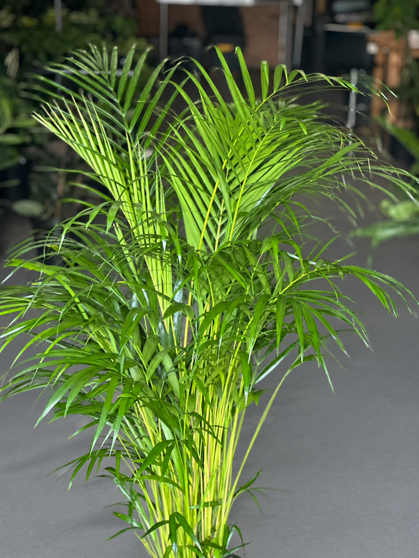 XL Bamboo Palm