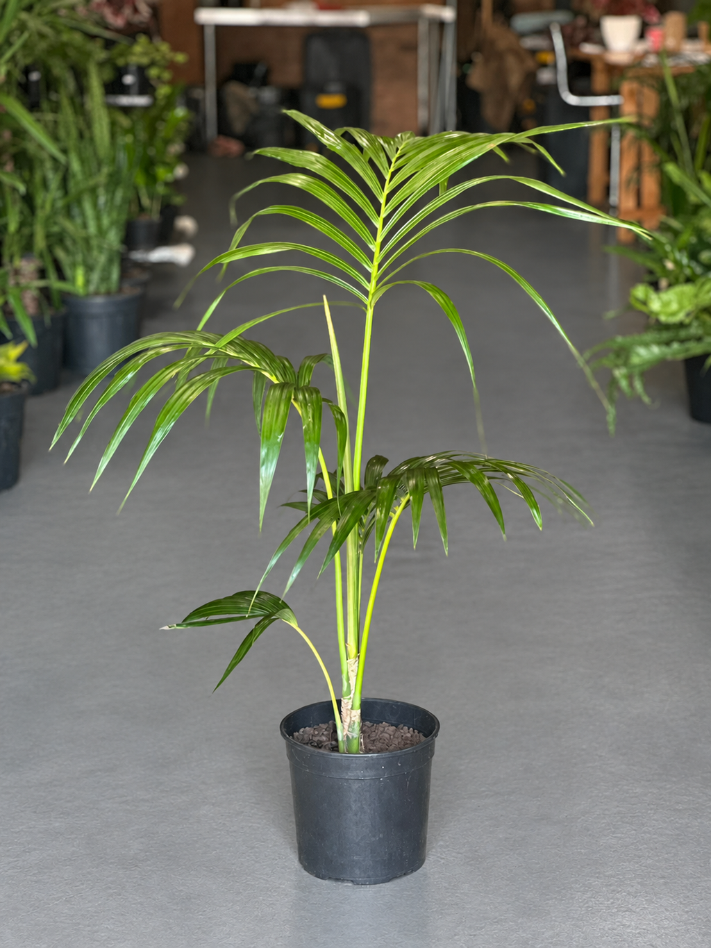 Large Kentia Palm