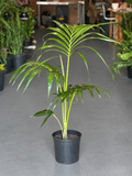 Large Kentia Palm
