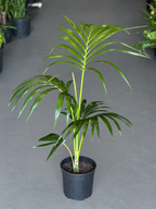 Large Kentia Palm