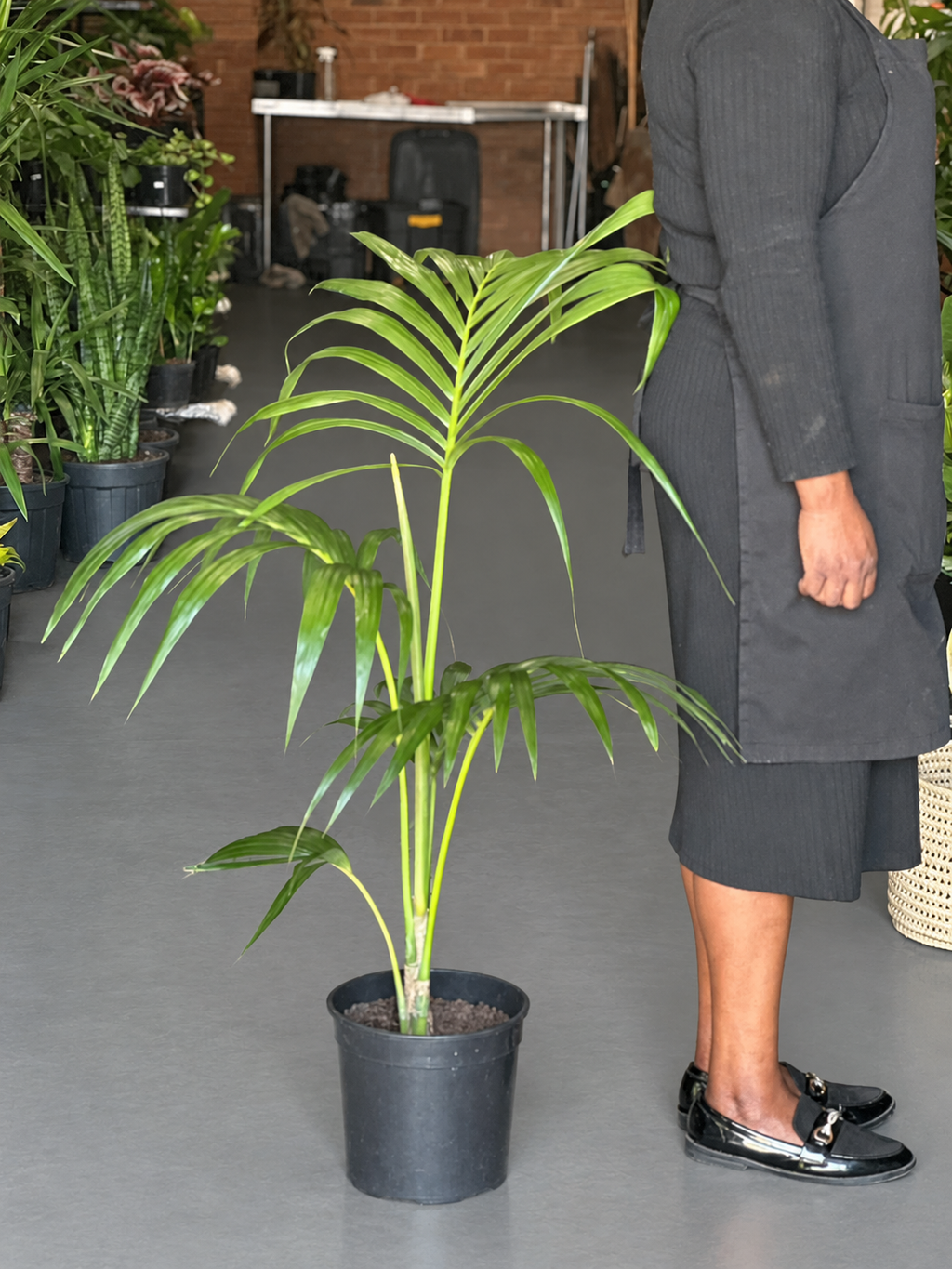 Large Kentia Palm