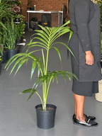 Large Kentia Palm
