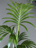 Large Kentia Palm With Basket