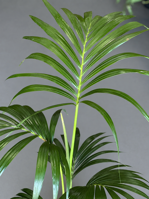 Large Kentia Palm With Basket