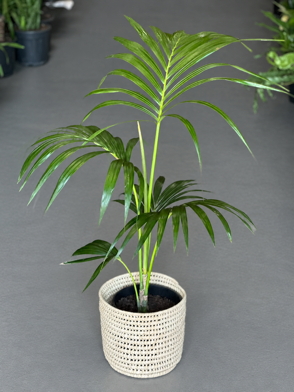 Large Kentia Palm With Basket
