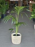 Large Kentia Palm With Basket