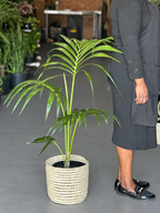 Large Kentia Palm With Basket