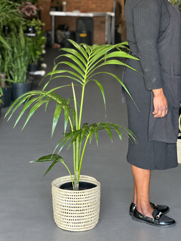 Large Kentia Palm With Basket