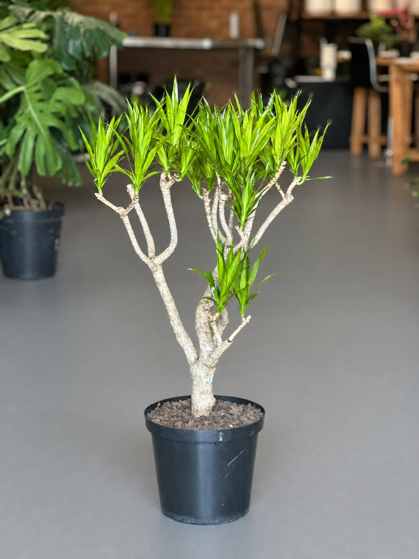 Large Dracaena Angazi