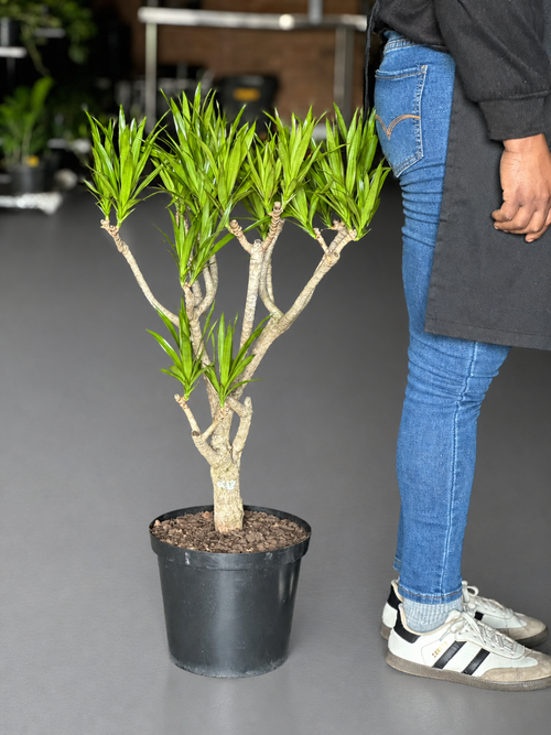 Large Dracaena Angazi