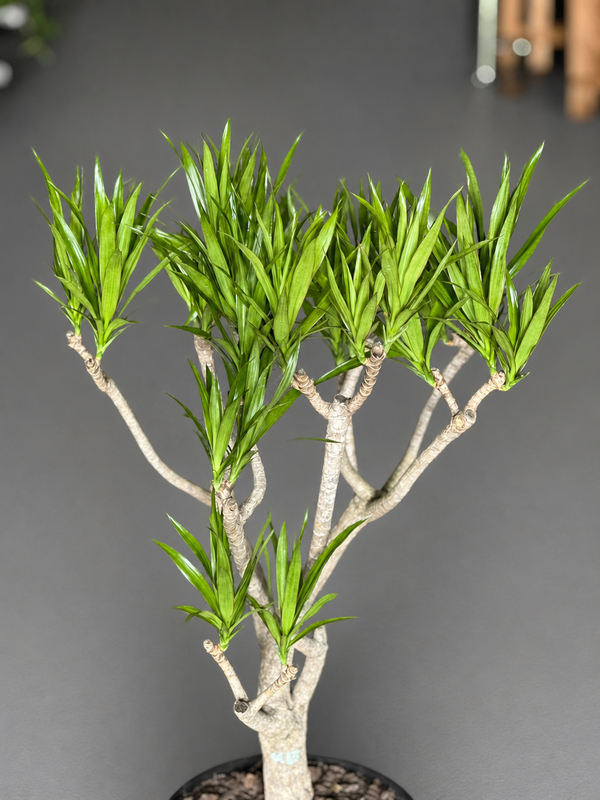 Large Dracaena Angazi