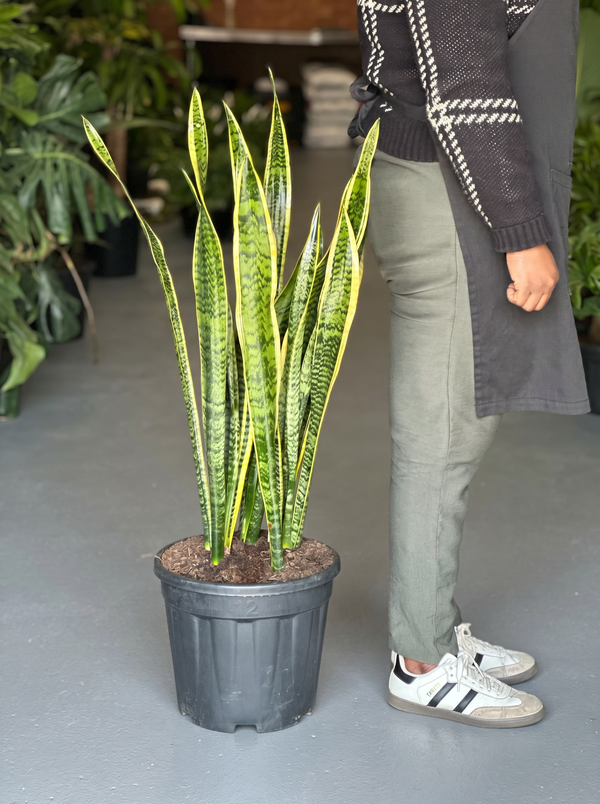 XL Snake Plant Laurentii