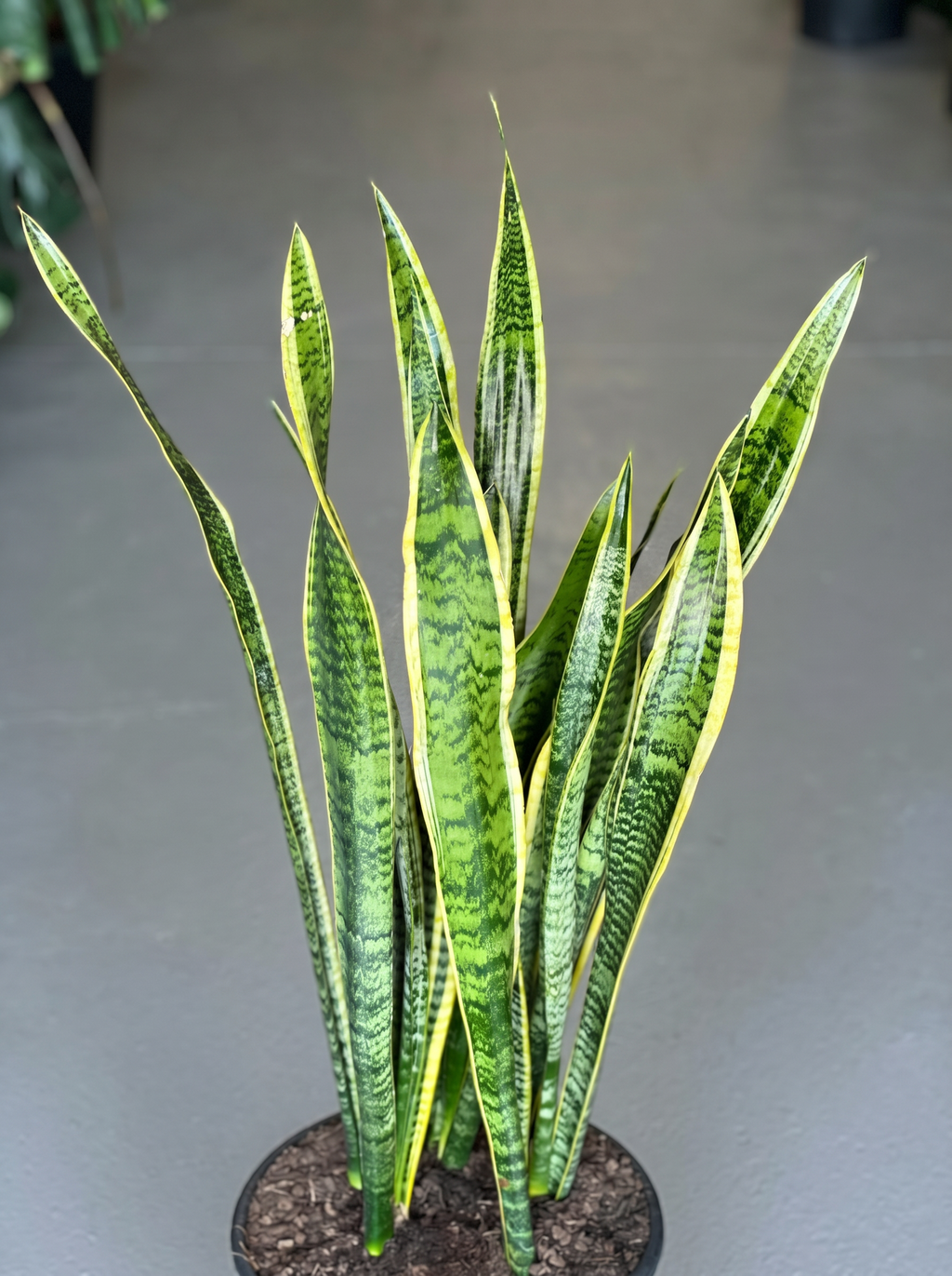 XL Snake Plant Laurentii