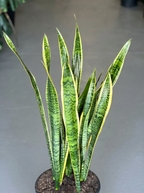XL Snake Plant Laurentii