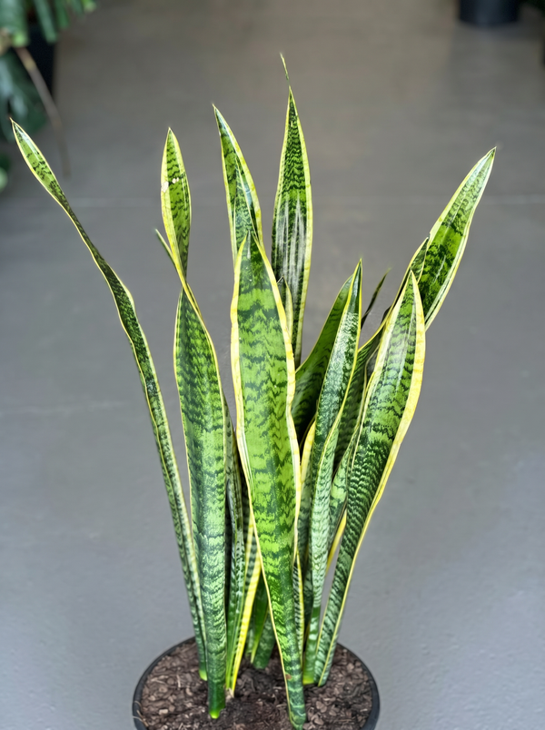 XL Snake Plant Laurentii
