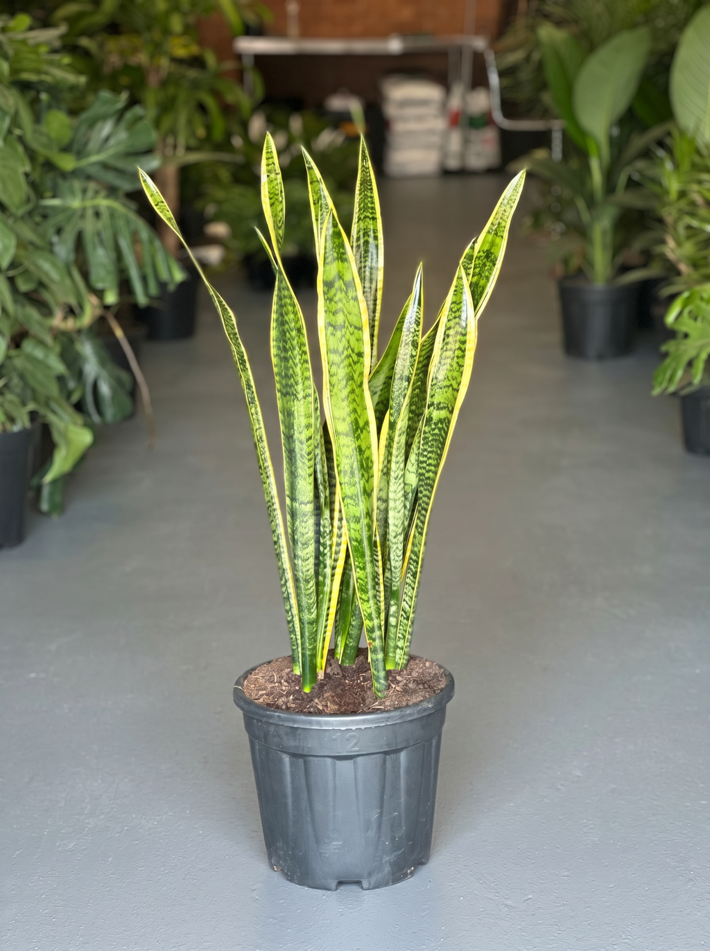 XL Snake Plant Laurentii