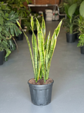 XL Snake Plant Laurentii