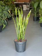 XL Snake Plant Laurentii