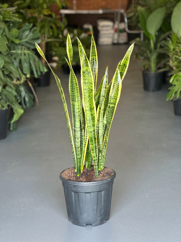 XL Snake Plant Laurentii