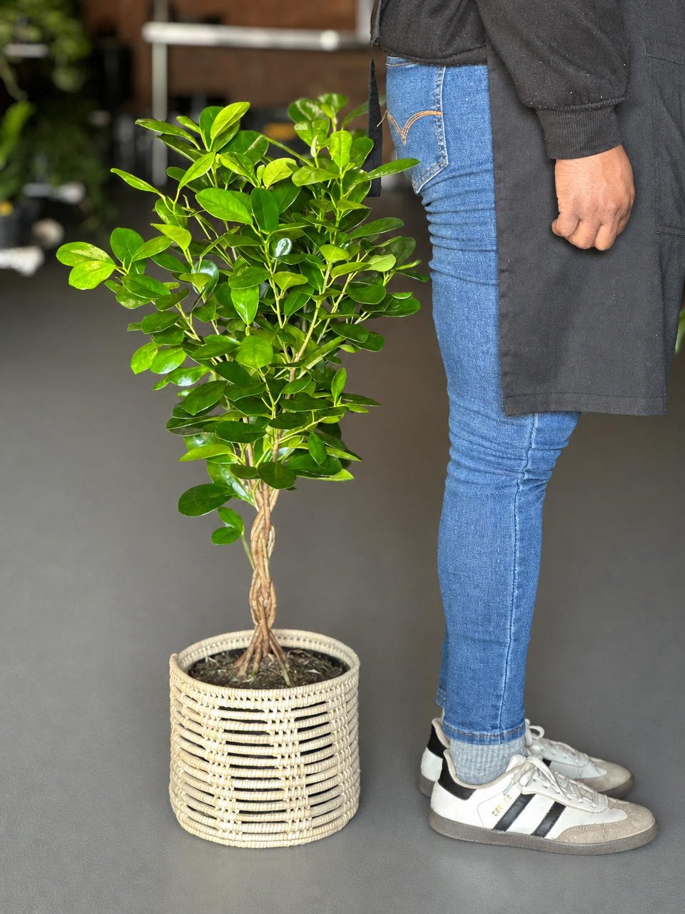 Medium Braided Ficus Moclame With a Basket