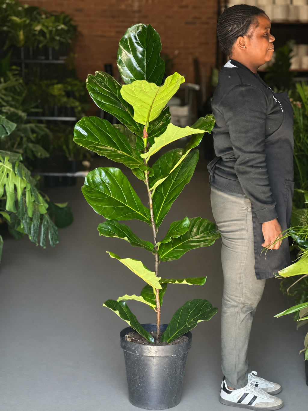 XL Fiddle Leaf Fig 1pp