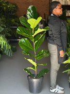 XL Fiddle Leaf Fig 1pp