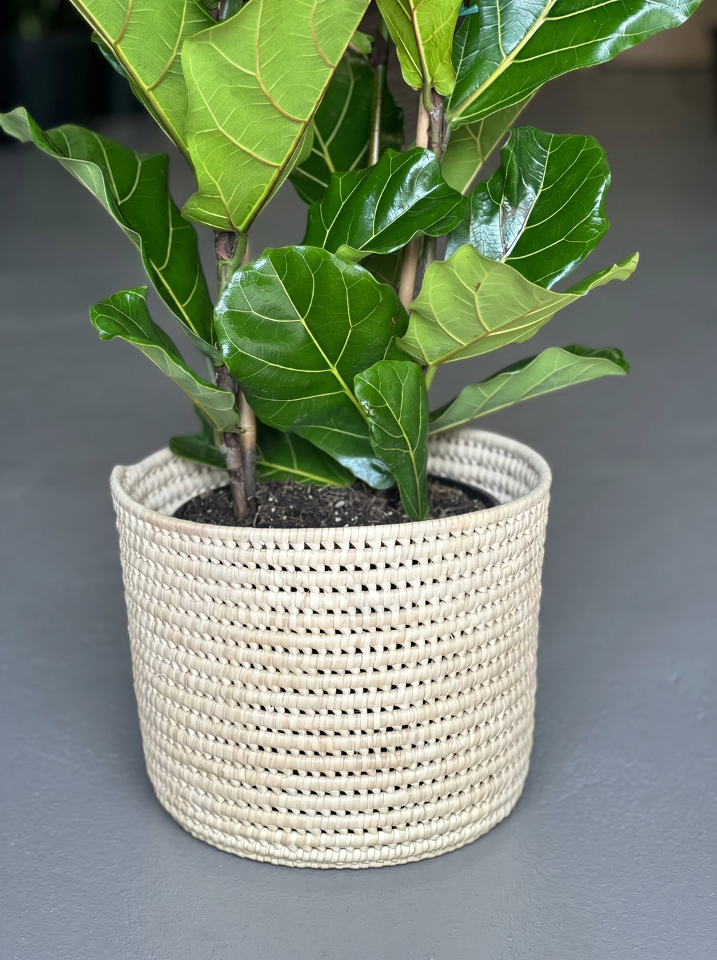 Large Fiddle Leaf Fig with Basket (3-stemmed)