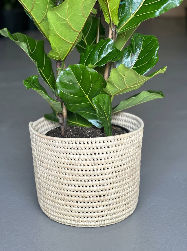 Large Fiddle Leaf Fig with Basket (3-stemmed)